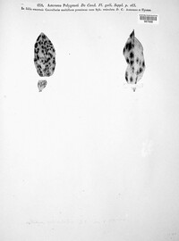 Mycosphaerella asteroma image